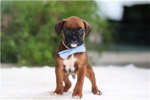 Easton - Boxer for sale