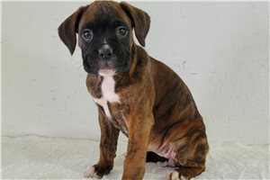 Roxie - Boxer for sale