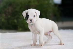 Ethan - Boxer for sale