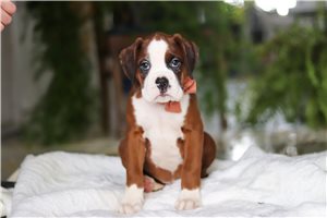 Dozer - puppy for sale