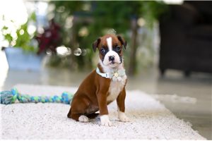 Tessa - Boxer for sale