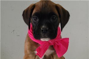 Harmony - Boxer for sale