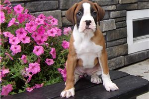 Apple - Boxer for sale