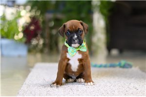 Jackson - Boxer for sale