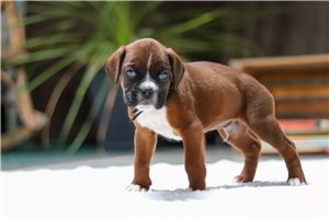 Luke - puppy for sale