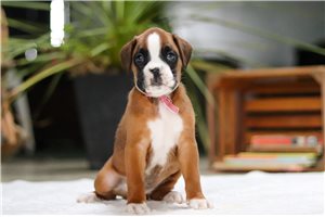 Sunnie - puppy for sale