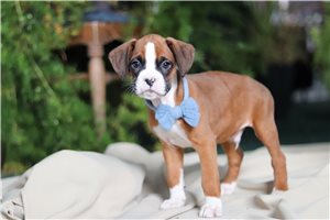 Leon - Boxer for sale