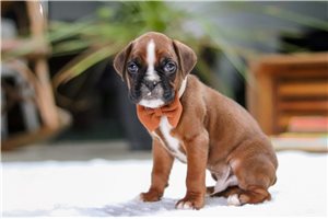 Blake - puppy for sale