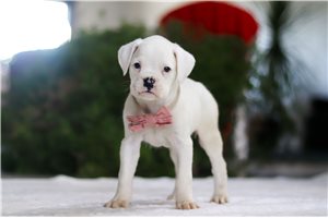 Ariana - Boxer for sale