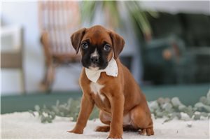 Rosie - puppy for sale