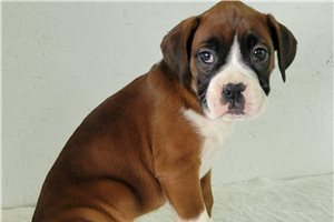 Willow - Boxer for sale