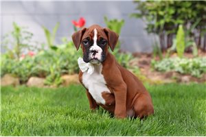 Kian - Boxer for sale