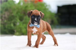 James - Boxer for sale