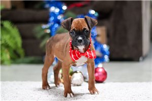 Ashley - Boxer for sale