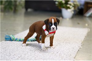 Echo - Boxer for sale