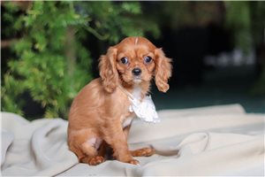 Jewel - Cavalier King Charles Spaniel for sale