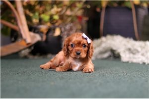 Darla - puppy for sale