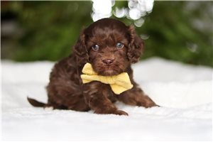 Scott - Cavapoo for sale