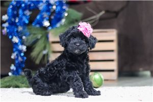 Claire - Cavapoo for sale