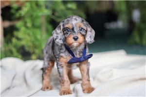 Ollie - puppy for sale