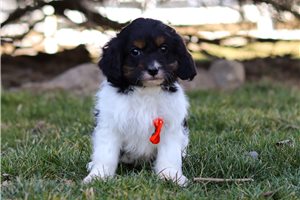 Ruggles - Cavapoo for sale