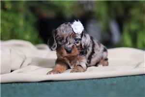 Cookie - puppy for sale