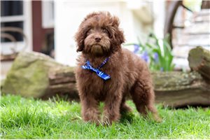 Scott - Cavapoo for sale