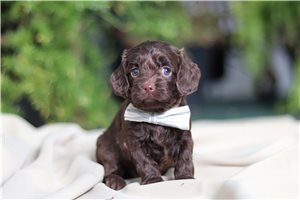 Star - puppy for sale