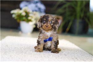 Dancer - puppy for sale