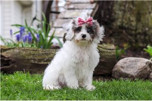 Halo - Cavapoo for sale