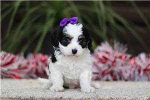 Piper - Cavapoo for sale