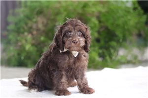 Scott - Cavapoo for sale