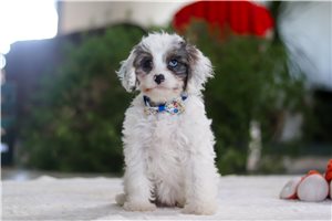 Halo - Cavapoo for sale