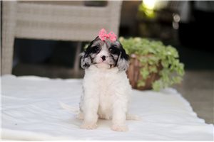 Kellie - puppy for sale