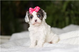 Halo - Cavapoo for sale