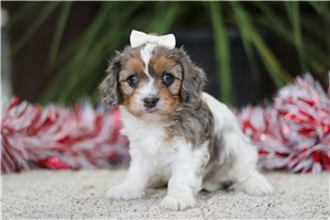 Indy - Cavapoo for sale