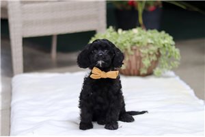 Mason - Cavapoo for sale