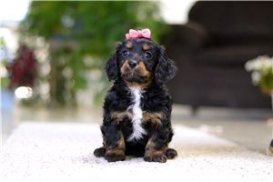 Anni - puppy for sale