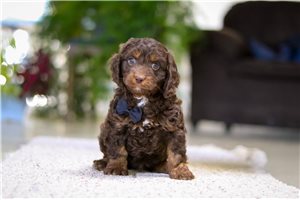 Nick - Cavapoo for sale