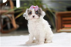 Halo - Cavapoo for sale