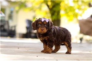 Roxie - puppy for sale