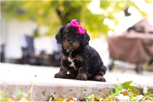 Paris - puppy for sale