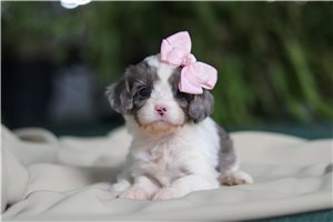 Merry - puppy for sale