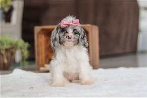 Grace - Cavapoo for sale