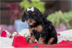 Lily - Cavapoo for sale