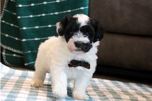 Chase - Cavapoo for sale