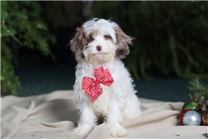 Captain - Cavapoo for sale