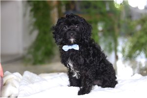 Carson - Cavapoo for sale