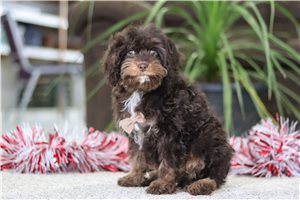 Cocoa - Cavapoo for sale