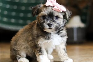 Princess - puppy for sale